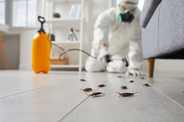 Commercial Kitchen Cockroach Control in Elroy